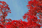 3D Red Maple Leaves Autumn Landscape Wall Mural Wallpaper JN 384