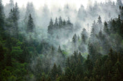 3D Forest Tree Fog Sky Wall Mural Wallpaper YXL 2513