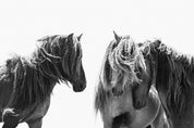 3D Animal Horse Grey Wall Mural Wallpaper YXL 11- Jess Art Decoration