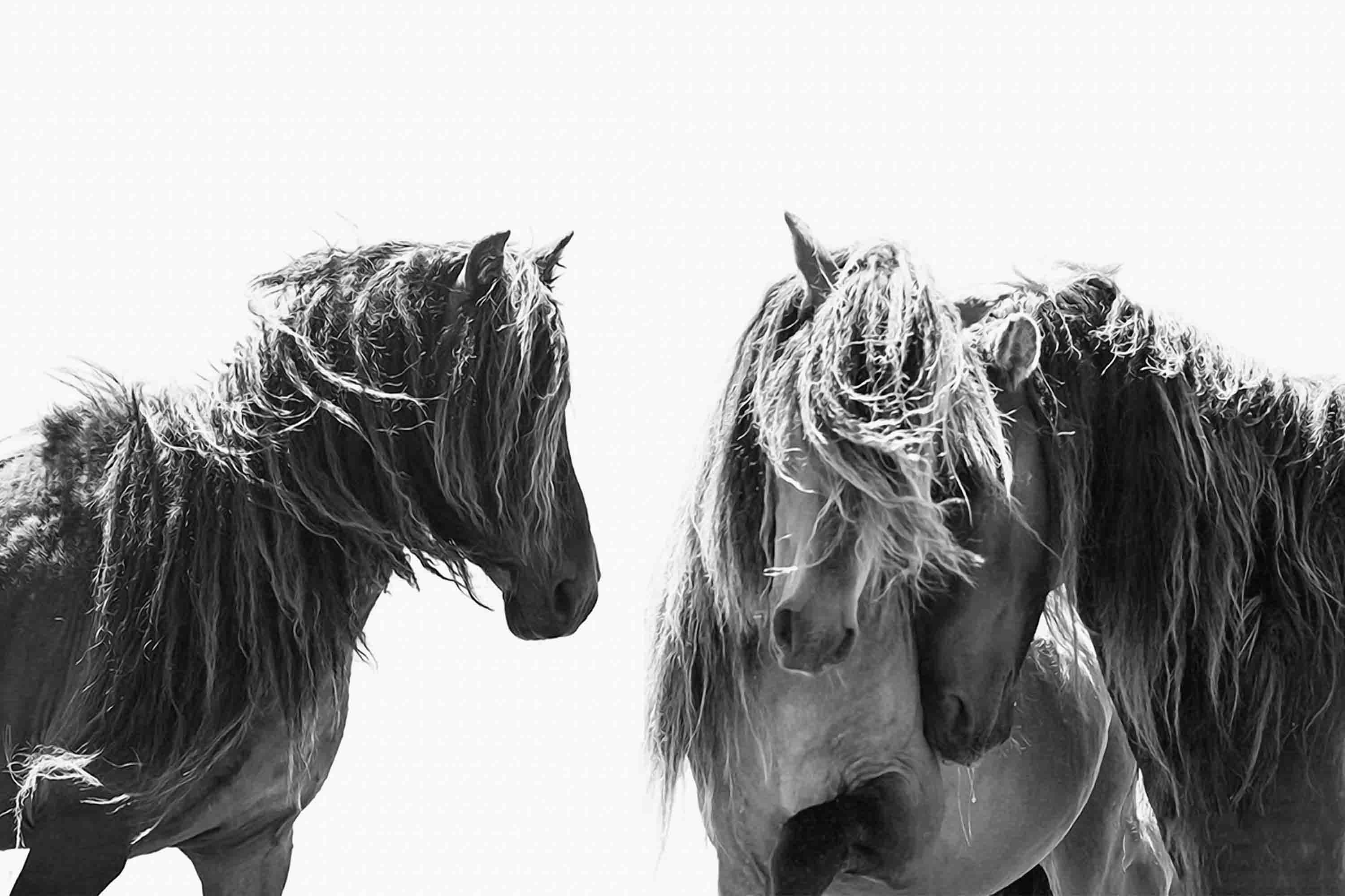 3D Animal Horse Grey Wall Mural Wallpaper YXL 11- Jess Art Decoration