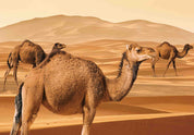 3D Animal Camel Desert Golden Wall Mural Wallpaper YXL 1- Jess Art Decoration