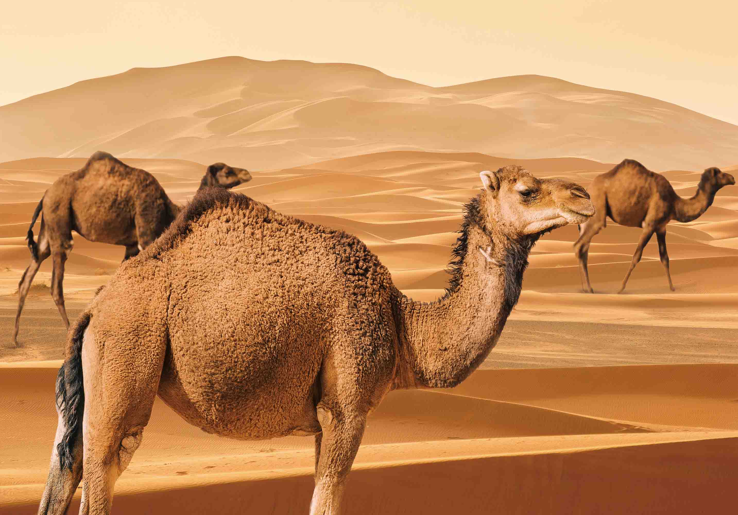 3D Animal Camel Desert Golden Wall Mural Wallpaper YXL 1- Jess Art Decoration