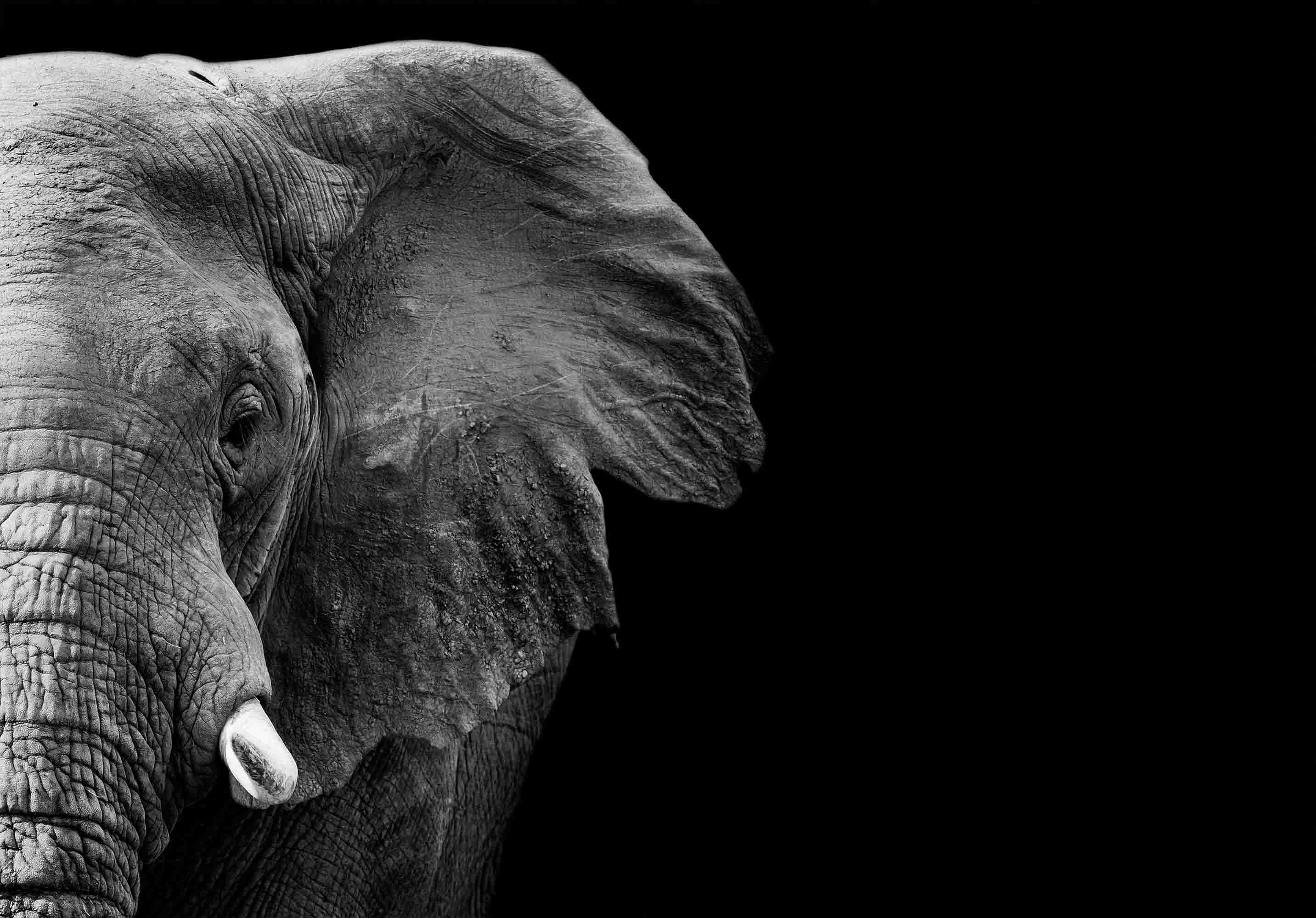 3D Animal Elephant Grey Black Wall Mural Wallpaper YXL 14- Jess Art Decoration