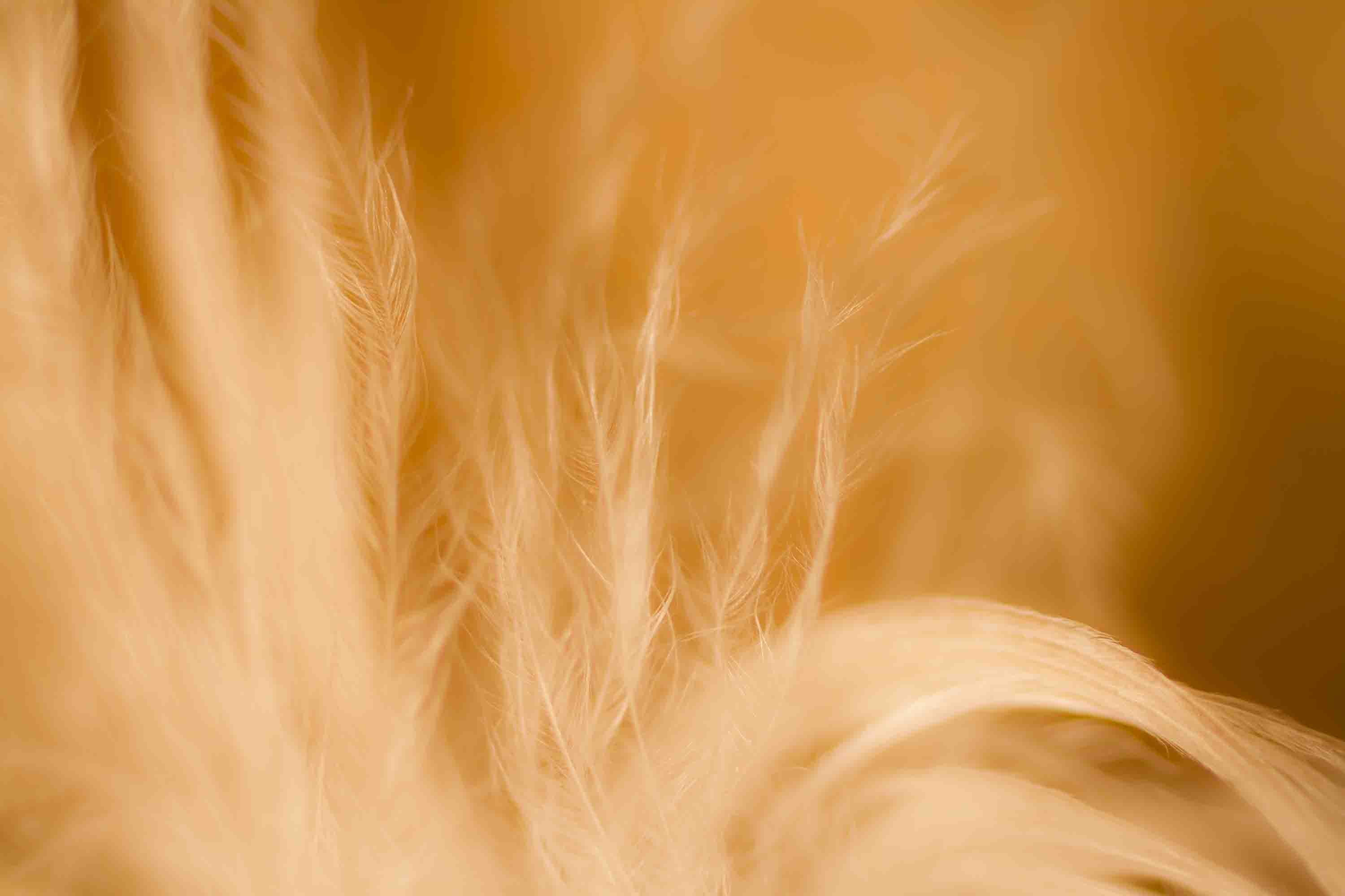 3D Retail Shop Store Market Trade Feather Wall Mural Wallpaper 29