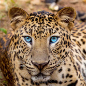 3D Animal Tiger Leopard Print Wall Mural Wallpaper YXL 507