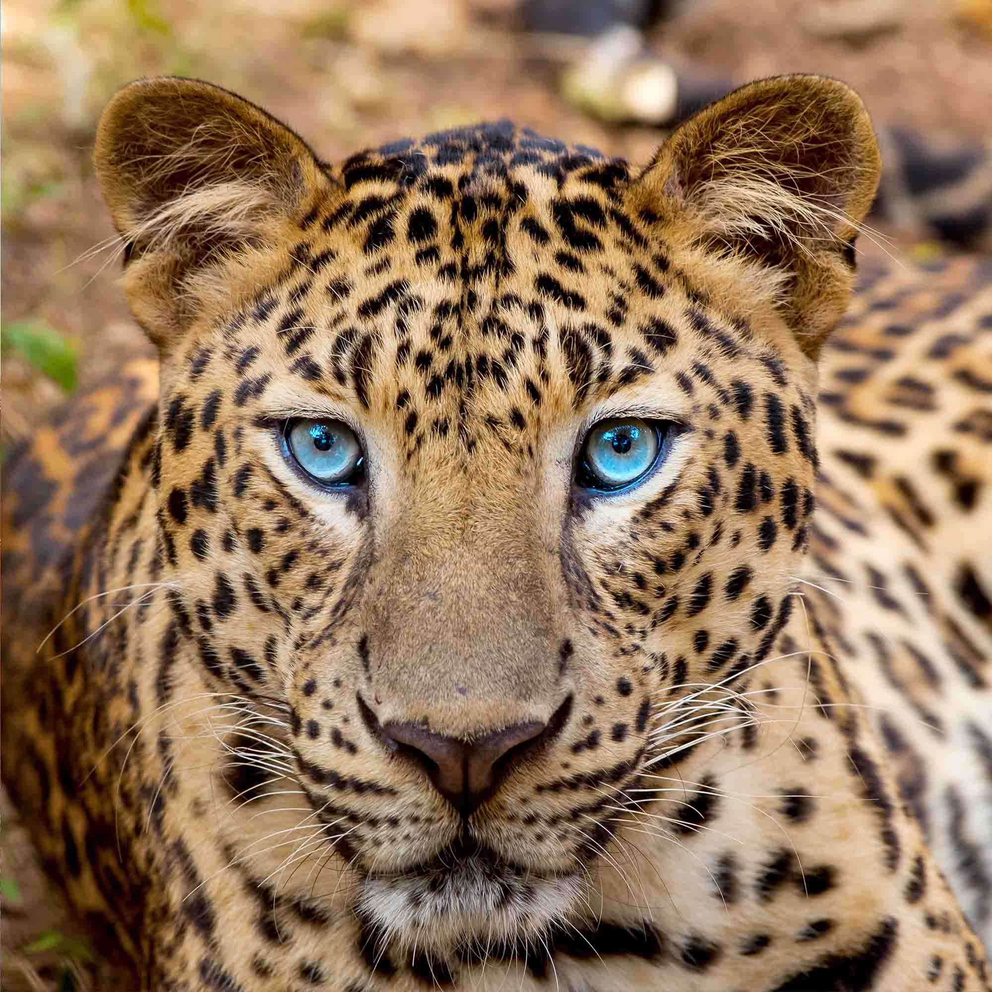 3D Animal Tiger Leopard Print Wall Mural Wallpaper YXL 507