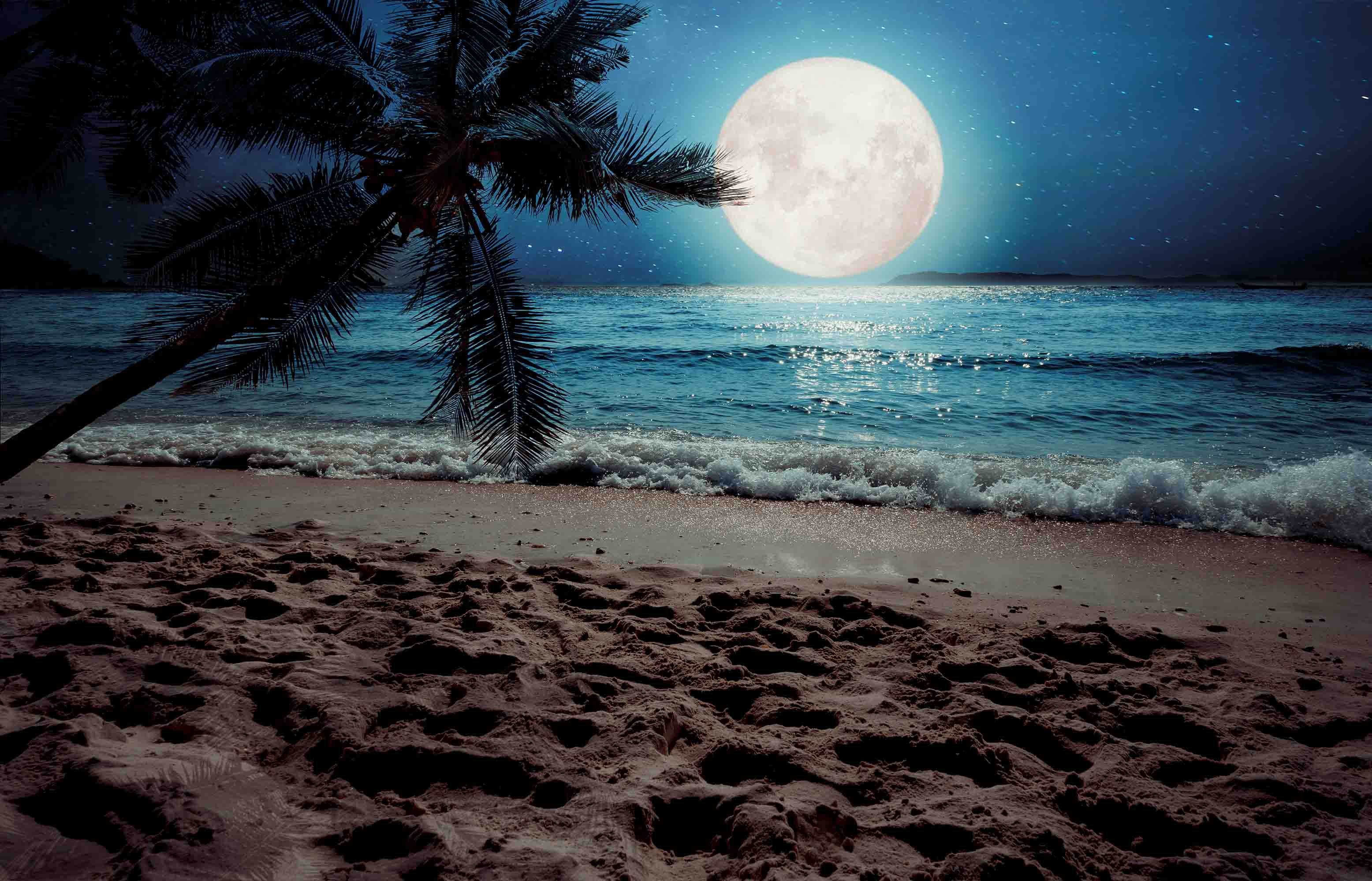 3D Sandbeach Sea Sun Tree Bluesky Wall Mural Wallpaper YXL 2638