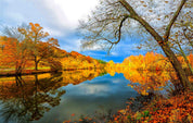 3D Yellow Forest Lake Trees Autumn Landscape Wall Mural Wallpaper JN 396