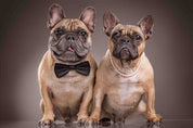3D Animal Dog Bulldog Brown Bowknot Wall Mural Wallpaper YXL 514