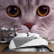 3D Animal Cat Face Eye Gray Wall Mural Wallpaper YXL 499