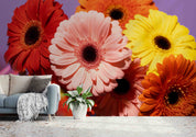 3D Spring Colorful Gerbera Wall Mural Wallpaper GD 3356- Jess Art Decoration