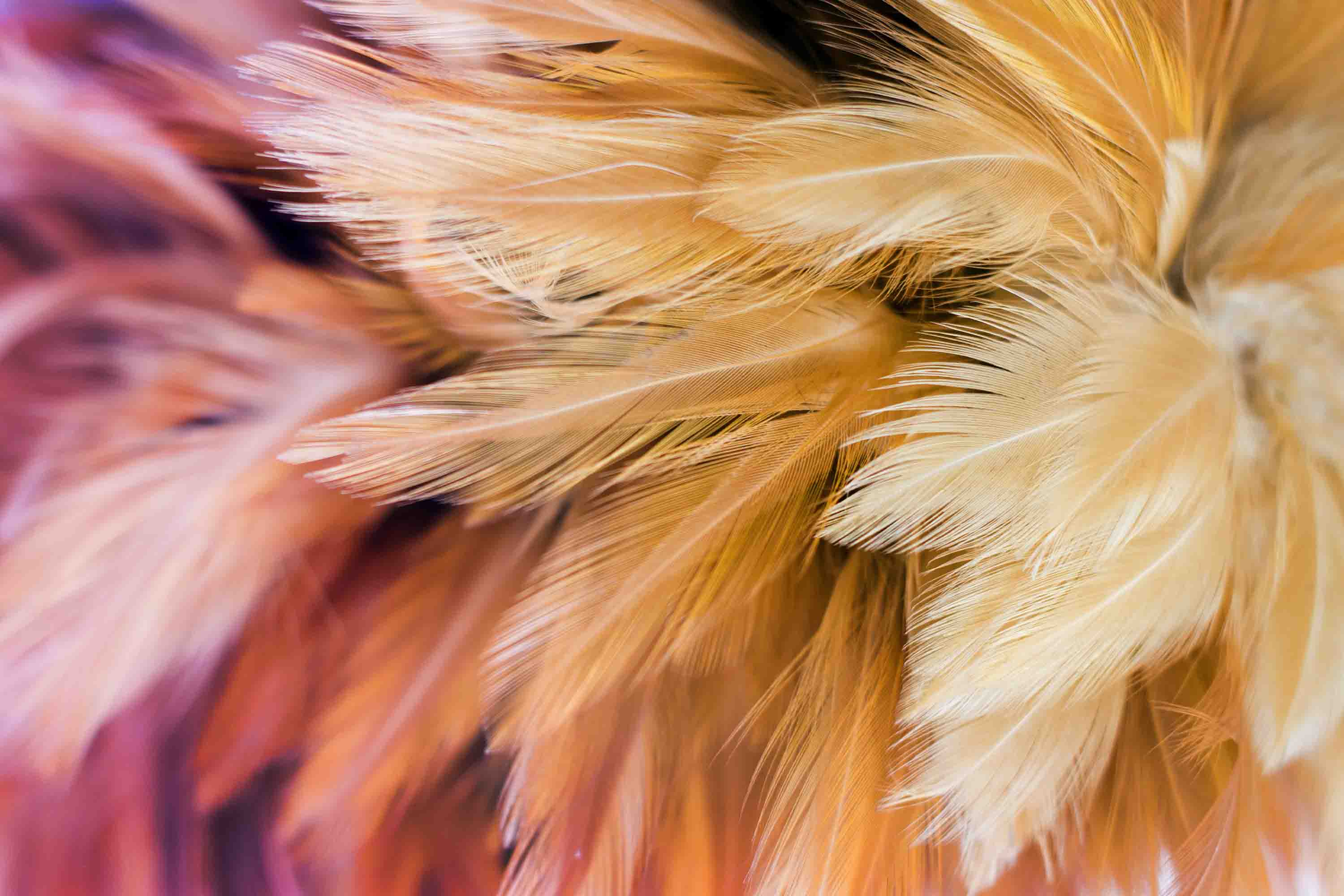 3D Retail Shop Store Market Trade Feather Wall Mural Wallpaper 23