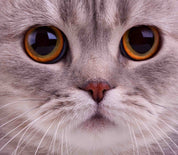 3D Animal Cat Face Eye Gray Wall Mural Wallpaper YXL 499