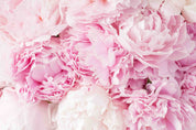 3D Floral Carnation Pink Wall Mural Wallpaper YXL 2597