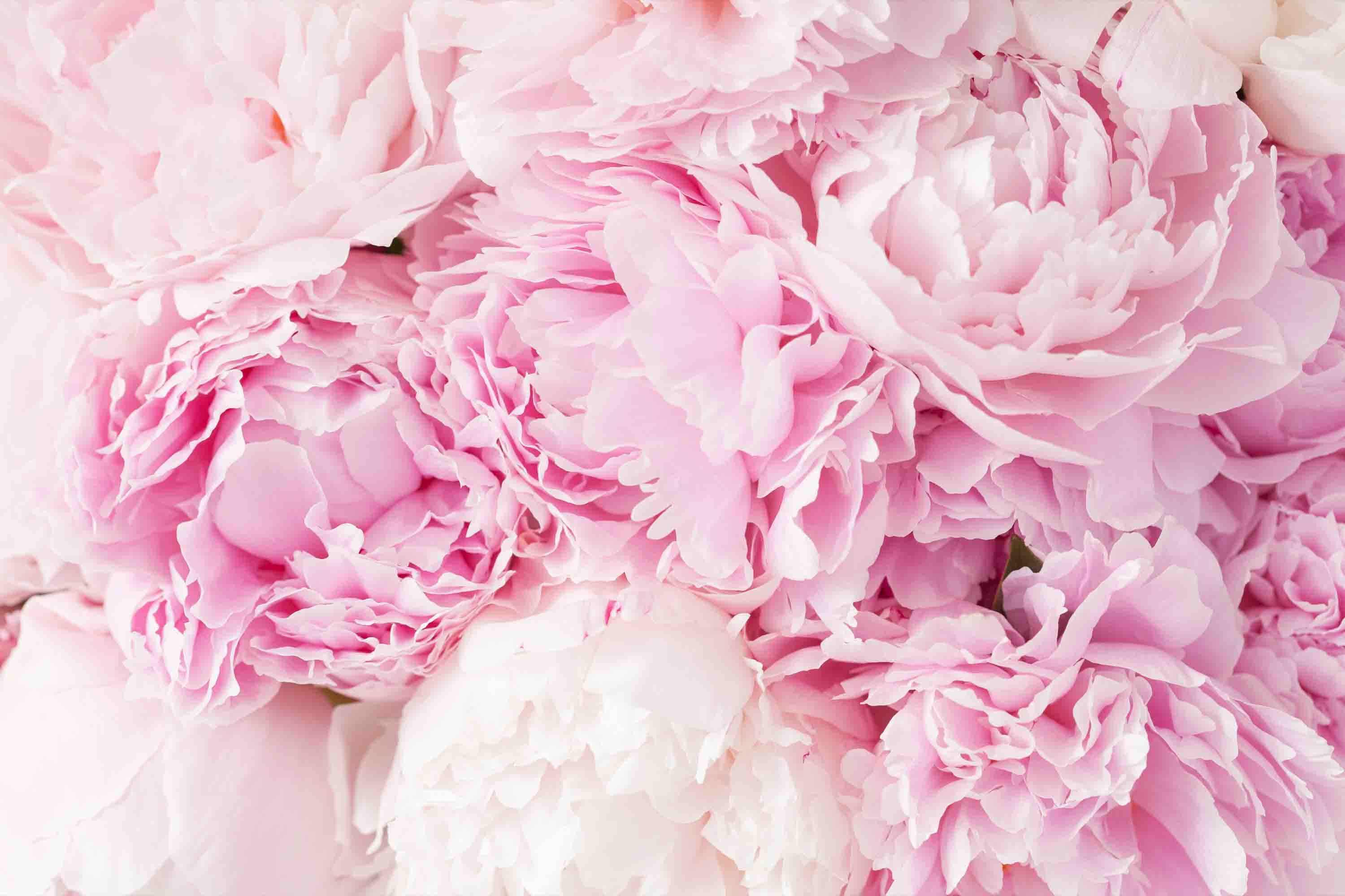 3D Floral Carnation Pink Wall Mural Wallpaper YXL 2597