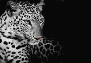 3D Animal Lion Black Wall Mural Wallpaper YXL 2821