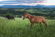 3D Nature Sky Mountains Grassland Horse Wallpaper Wall Mural Wall Decor Wall Art Wall Sticker Remoable Wallpaper LQH