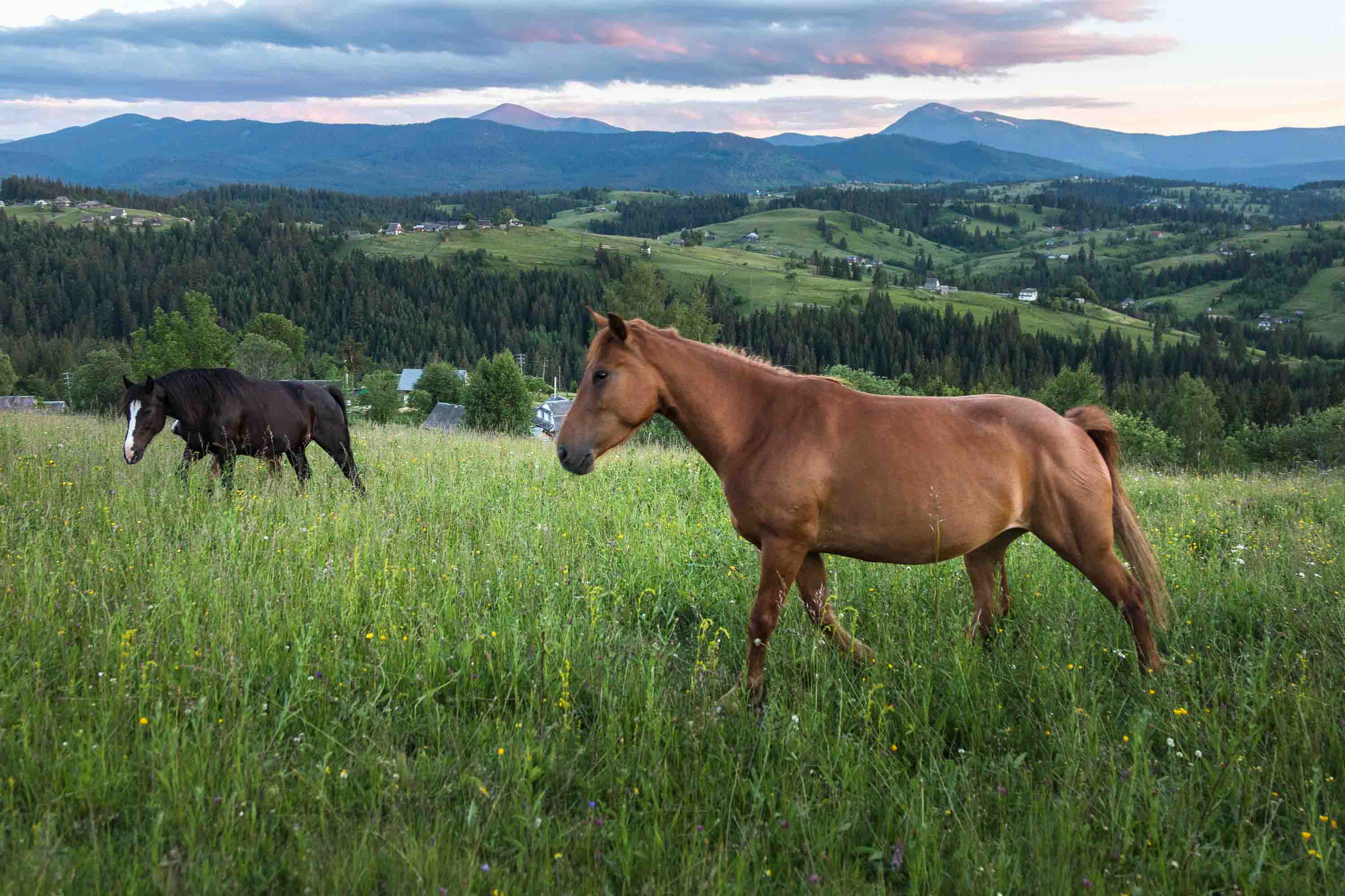 3D Nature Sky Mountains Grassland Horse Wallpaper Wall Mural Wall Decor Wall Art Wall Sticker Remoable Wallpaper LQH