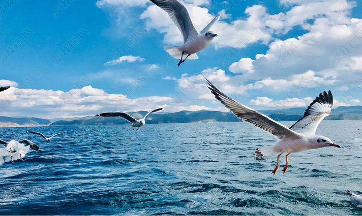 3D Animal Sea Mew Ocean Cloud Blue Wall Mural Wallpaper YXL 819- Jess Art Decoration