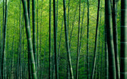 3D Bamboo Pole Leaf Green Wall Mural Wallpaper YXL 2946