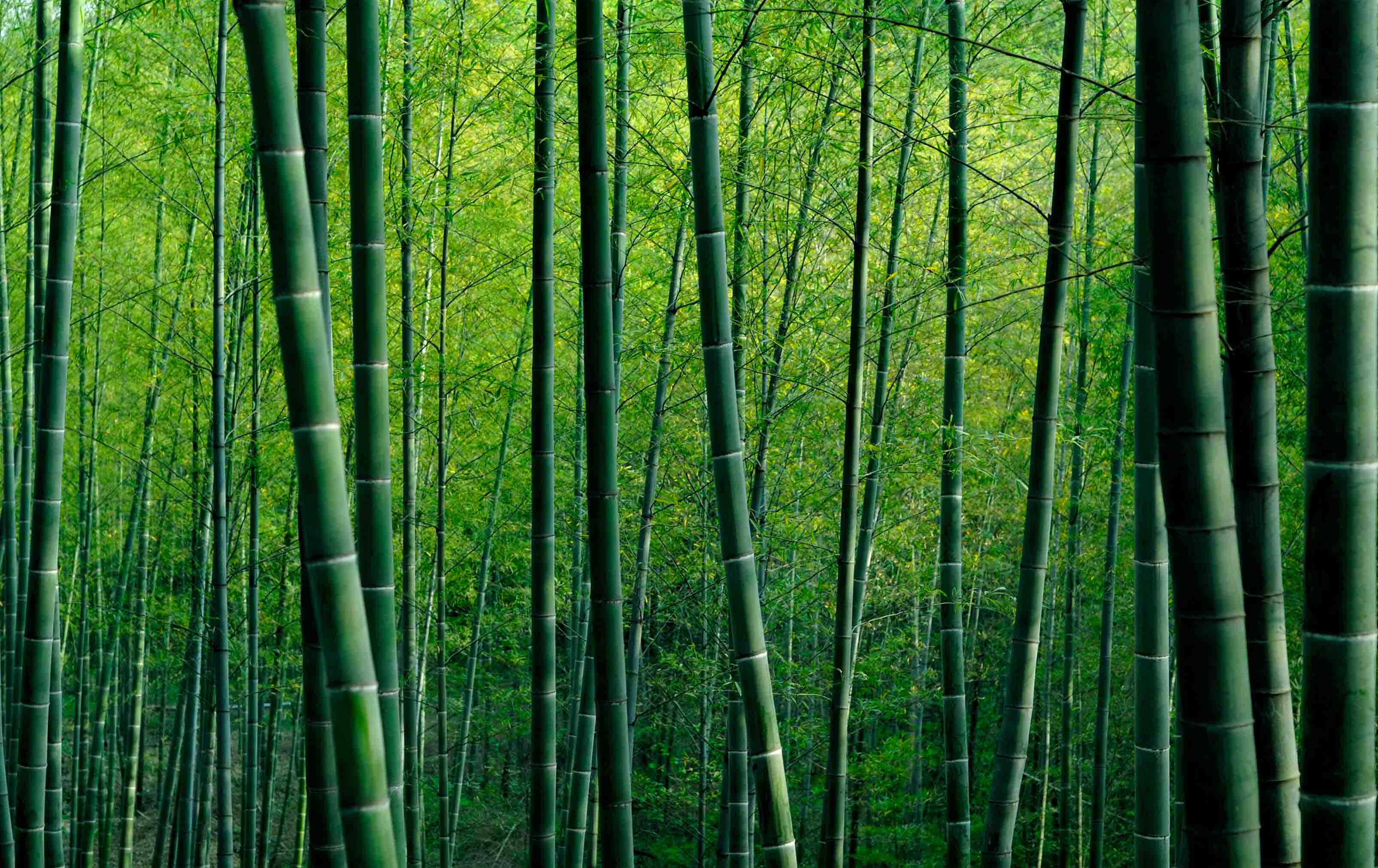 3D Bamboo Pole Leaf Green Wall Mural Wallpaper YXL 2946