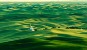 3D Countryside Tree Grassland Green Wall Mural Wallpaper YXL 683