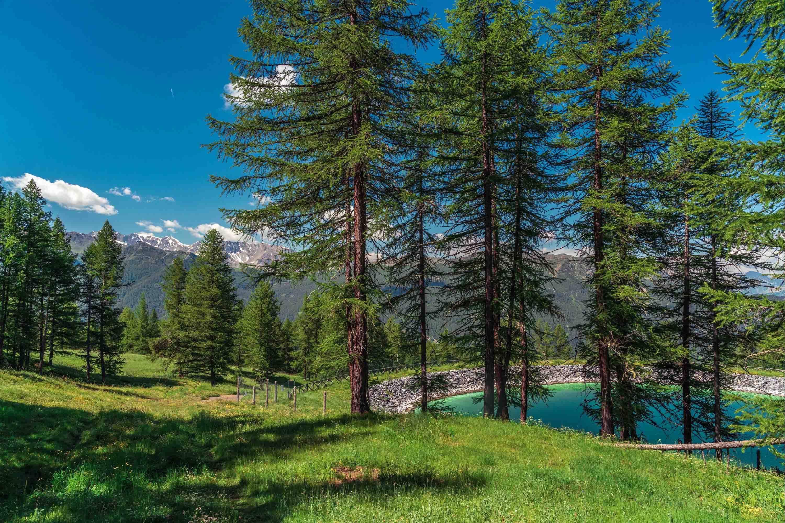 3D Scenery Tree Forest Mountain Bluesky Grassland Wall Mural Wallpaper YXL 04- Jess Art Decoration