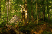 3D Nature Green Forest Sunlight Landscape Wallpaper Wall Mural Wall Decor Wall Art Wall Sticker Remoable Wallpaper LQH