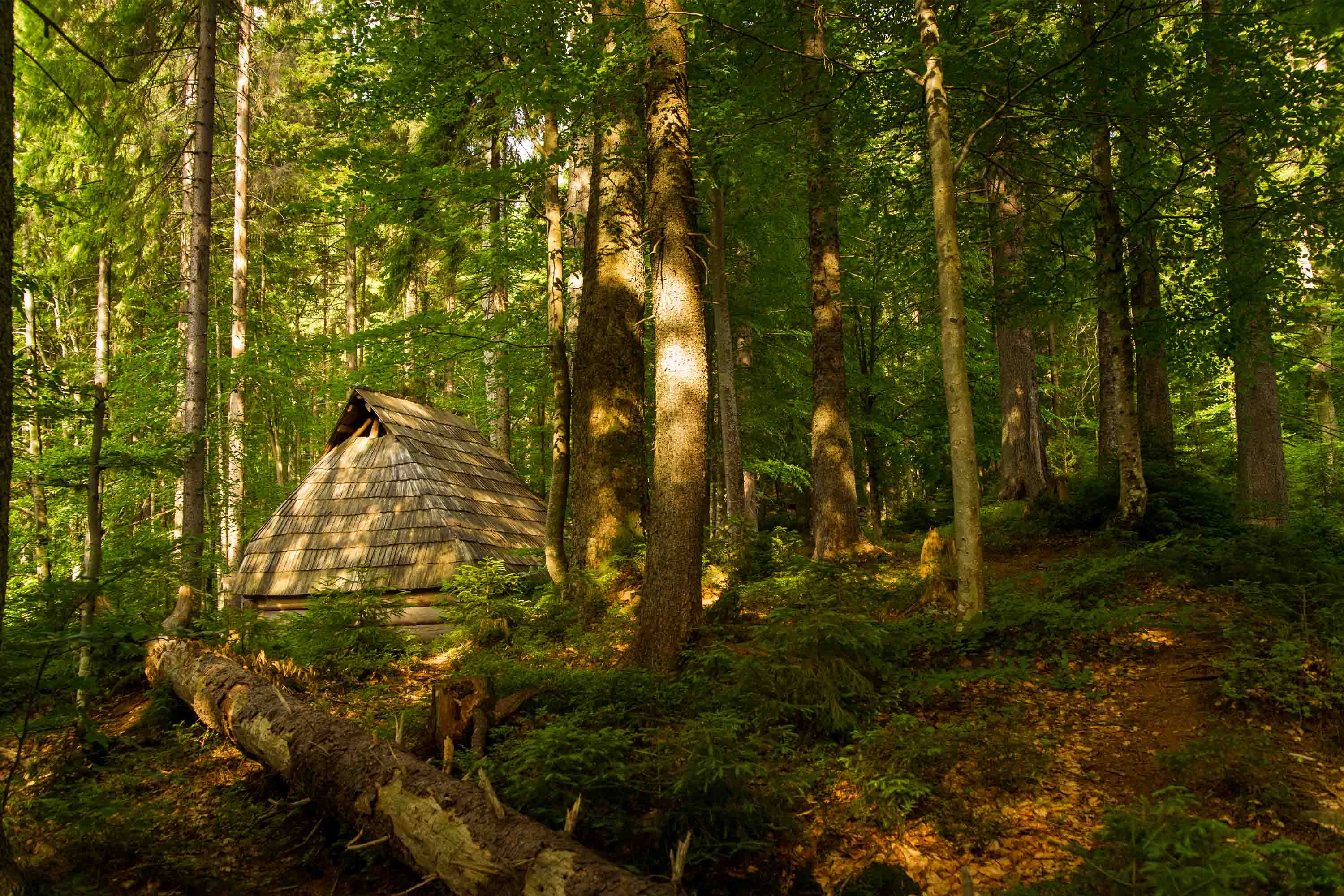3D Nature Green Forest Sunlight Landscape Wallpaper Wall Mural Wall Decor Wall Art Wall Sticker Remoable Wallpaper LQH