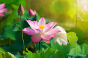 3D Pond Pink Lotus Leaf Wallpaper Wall Mural Wall Decor Wall Art Wall Sticker Remoable Wallpaper