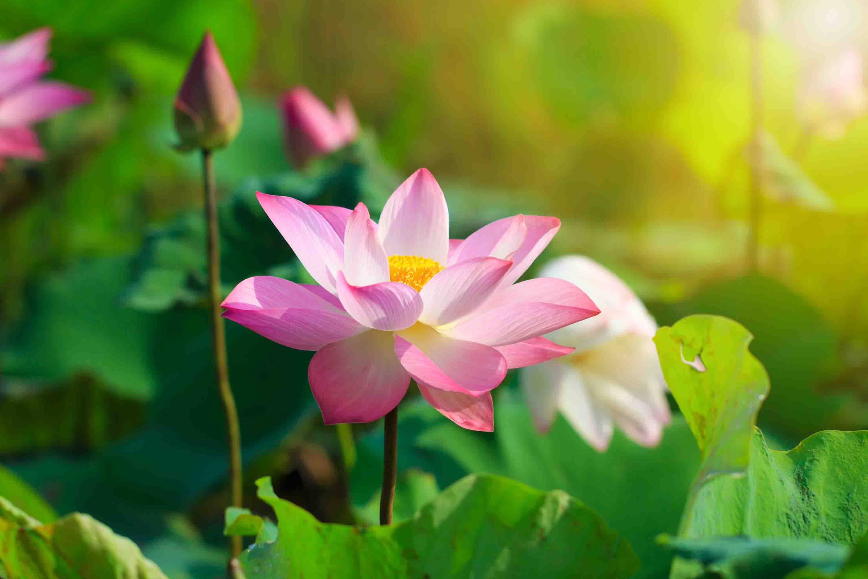 3D Pond Pink Lotus Leaf Wallpaper Wall Mural Wall Decor Wall Art Wall Sticker Remoable Wallpaper