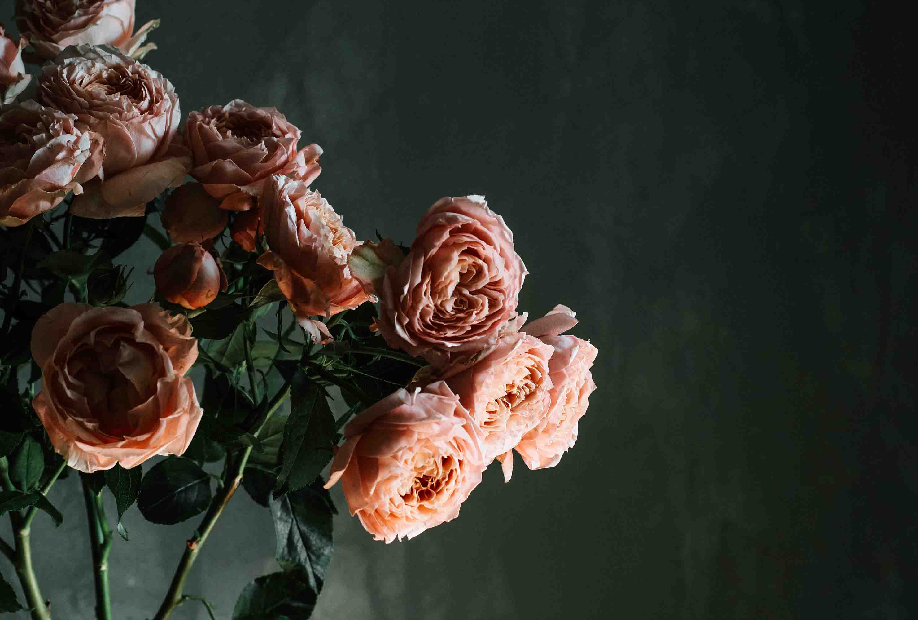 3D Pink Rose Flower Black Background Wallpaper Wall Mural Wall Decor Wall Art Wall Sticker Remoable Wallpaper