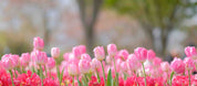 3D Pink Tulip Flower Wallpaper Wall Mural Wall Decor Wall Art Wall Sticker Remoable Wallpaper