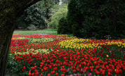 3D Tree Flower Nursery Tulip Trunk Wall Mural Wallpaper YXL 3022