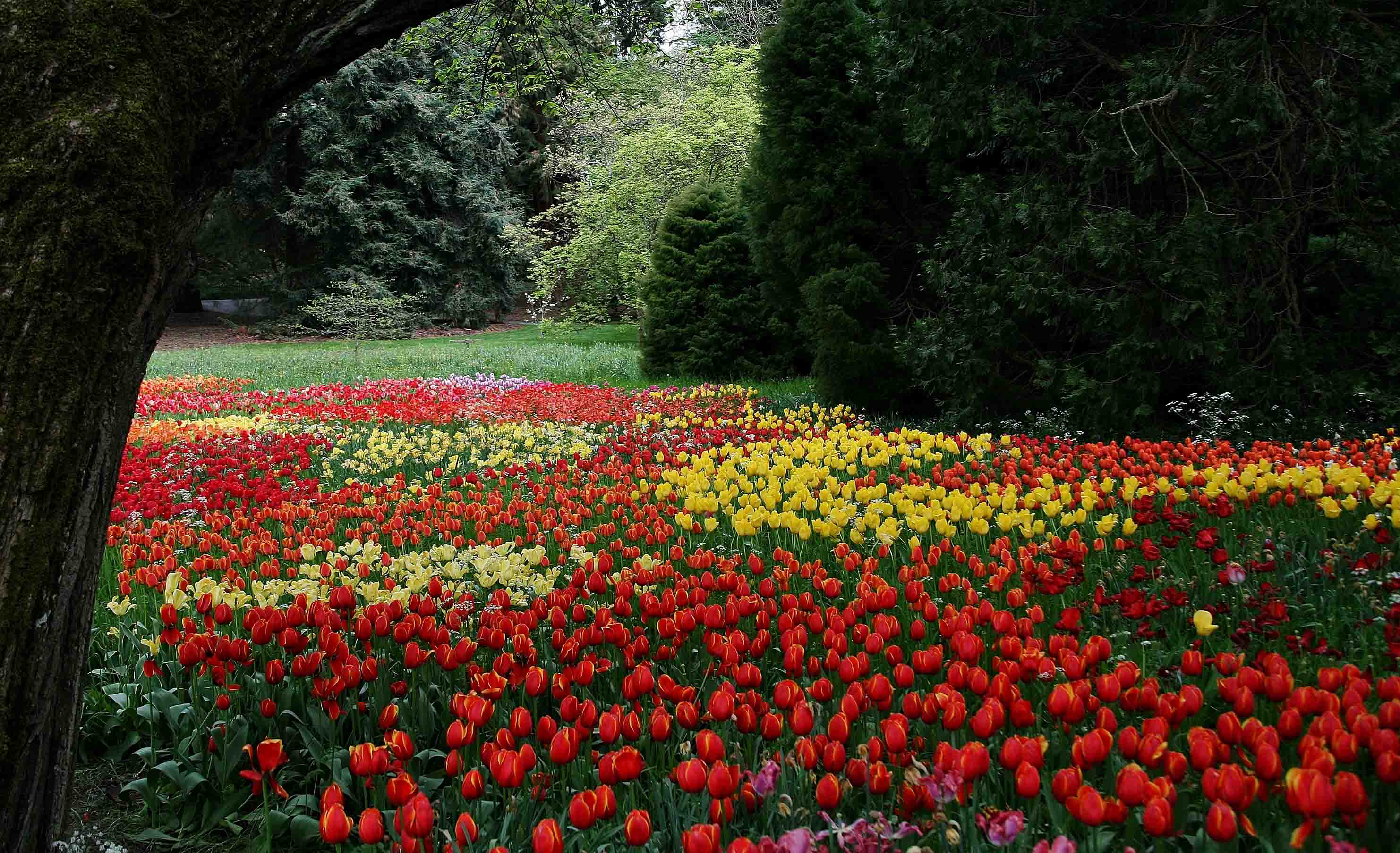 3D Tree Flower Nursery Tulip Trunk Wall Mural Wallpaper YXL 3022