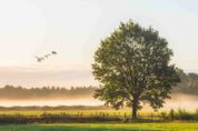 3D Wild Goose Fog Prairie Trees Autumn Landscape Wall Mural Wallpaper JN 382