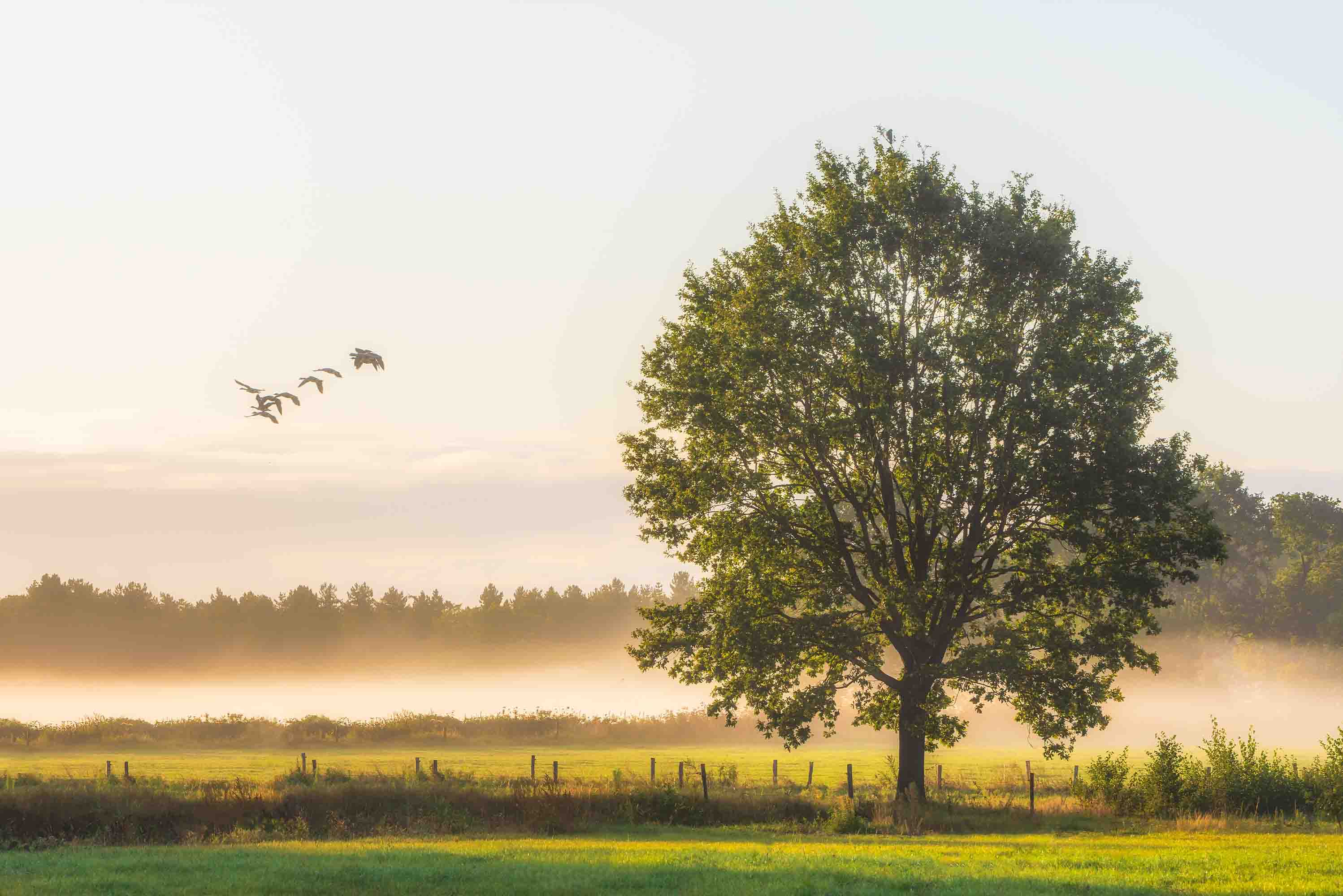 3D Wild Goose Fog Prairie Trees Autumn Landscape Wall Mural Wallpaper JN 382