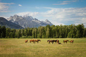 3D Nature Mountains Forest Grassland Horse Wallpaper Wall Mural Wall Decor Wall Art Wall Sticker Remoable Wallpaper LQH
