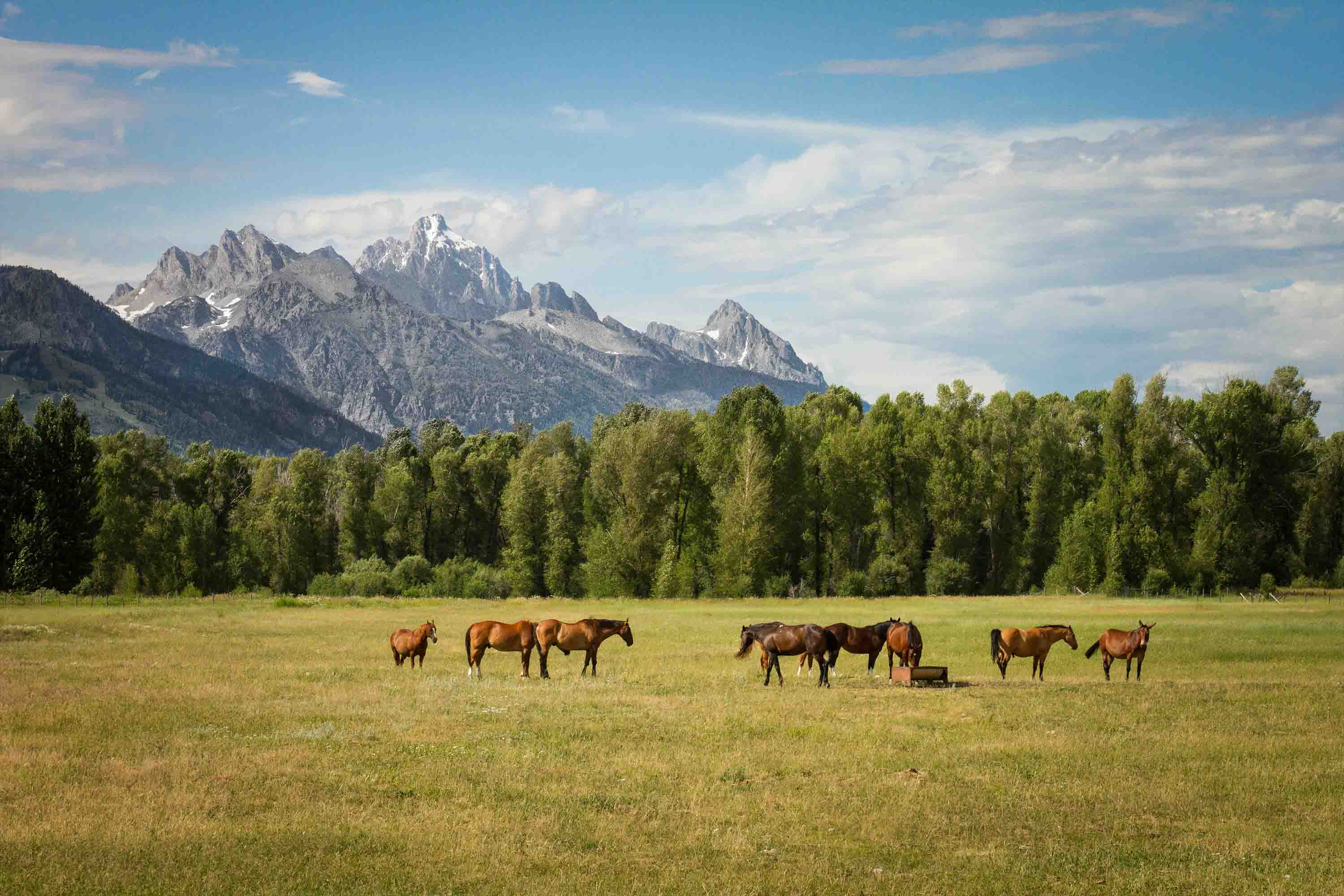 3D Nature Mountains Forest Grassland Horse Wallpaper Wall Mural Wall Decor Wall Art Wall Sticker Remoable Wallpaper LQH