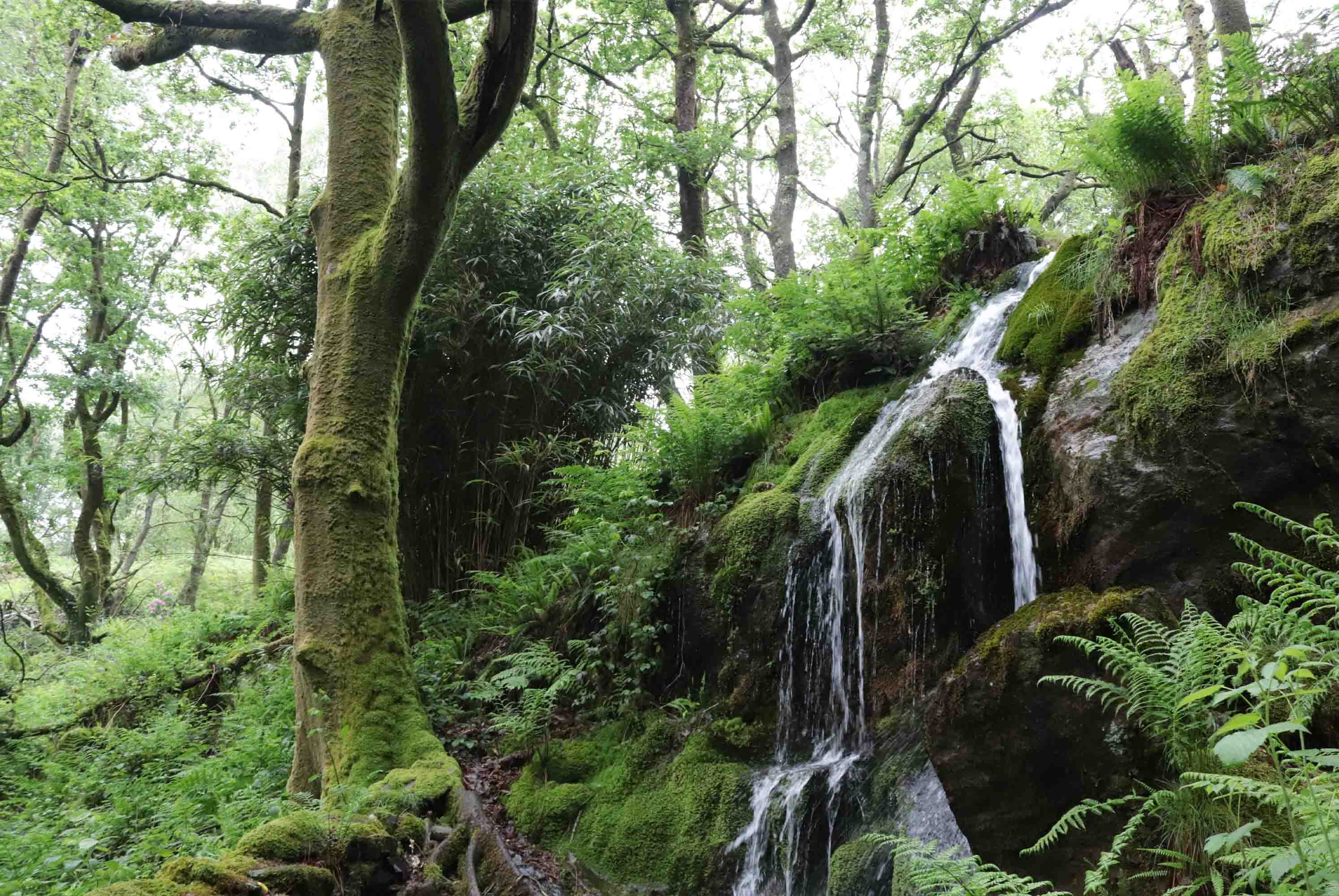 3D Green Forest Nature Scenery Wallpaper Wall Mural Wall Decor Wall Art Wall Sticker Remoable Wallpaper LQH