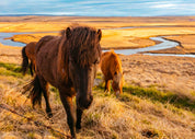 3D Sky Grassland Animal Brown Horse Scenery Wallpaper Wall Mural Wall Decor Wall Art Wall Sticker Remoable Wallpaper LQH