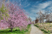 3D Tree Oriental Grassland Bluesky Cloud Wall Mural Wallpaper YXL 3037