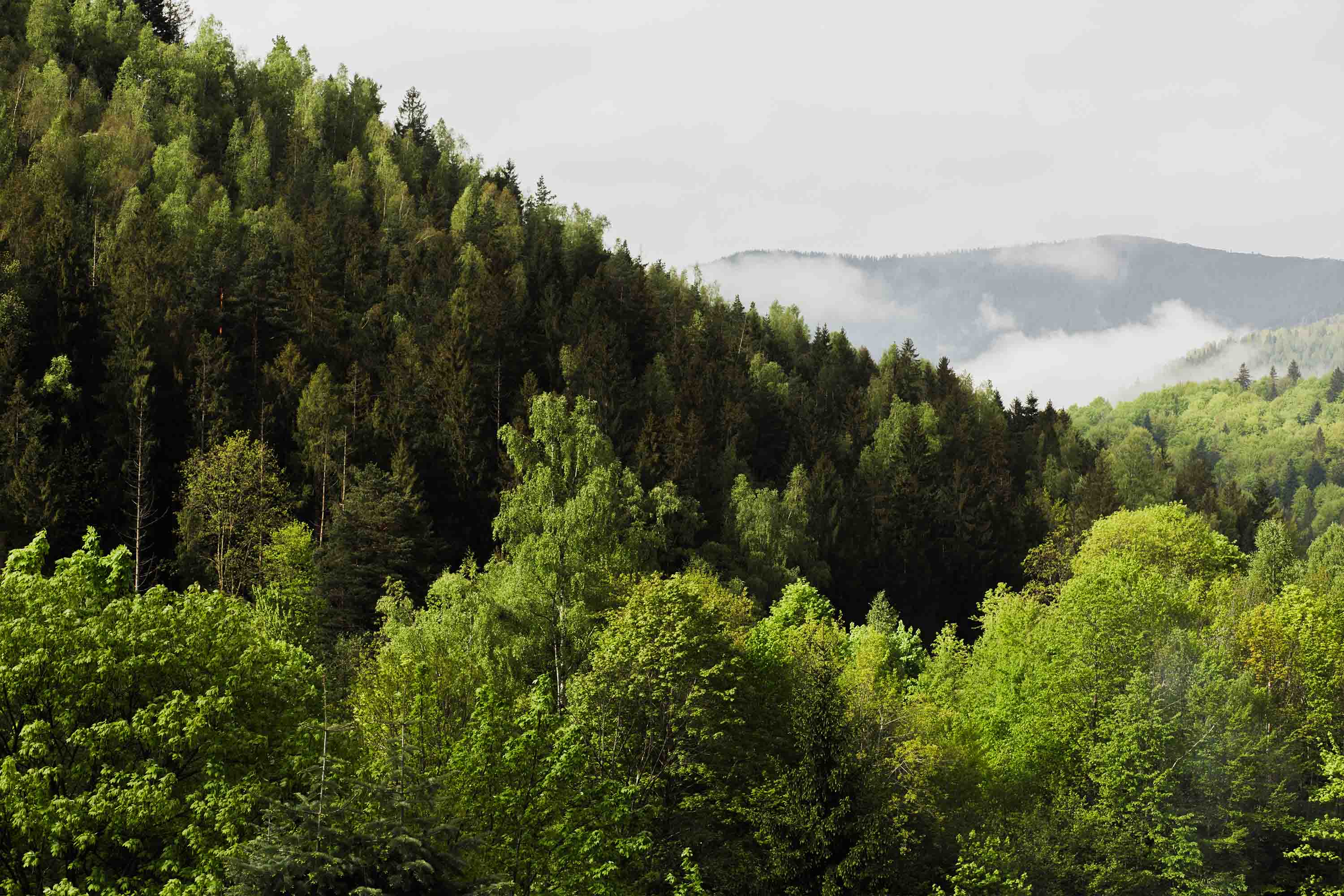 3D Sky Green Forest Mountains Nature Scenery Wallpaper Wall Mural Wall Decor Wall Art Wall Sticker Remoable Wallpaper LQH