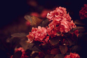 3D Red Flower Dark Background Wallpaper Wall Mural Wall Decor Wall Art Wall Sticker Remoable Wallpaper
