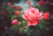 3D Pink Rose Flower Leaf Plant Wallpaper Wall Mural Wall Decor Wall Art Wall Sticker Remoable Wallpaper