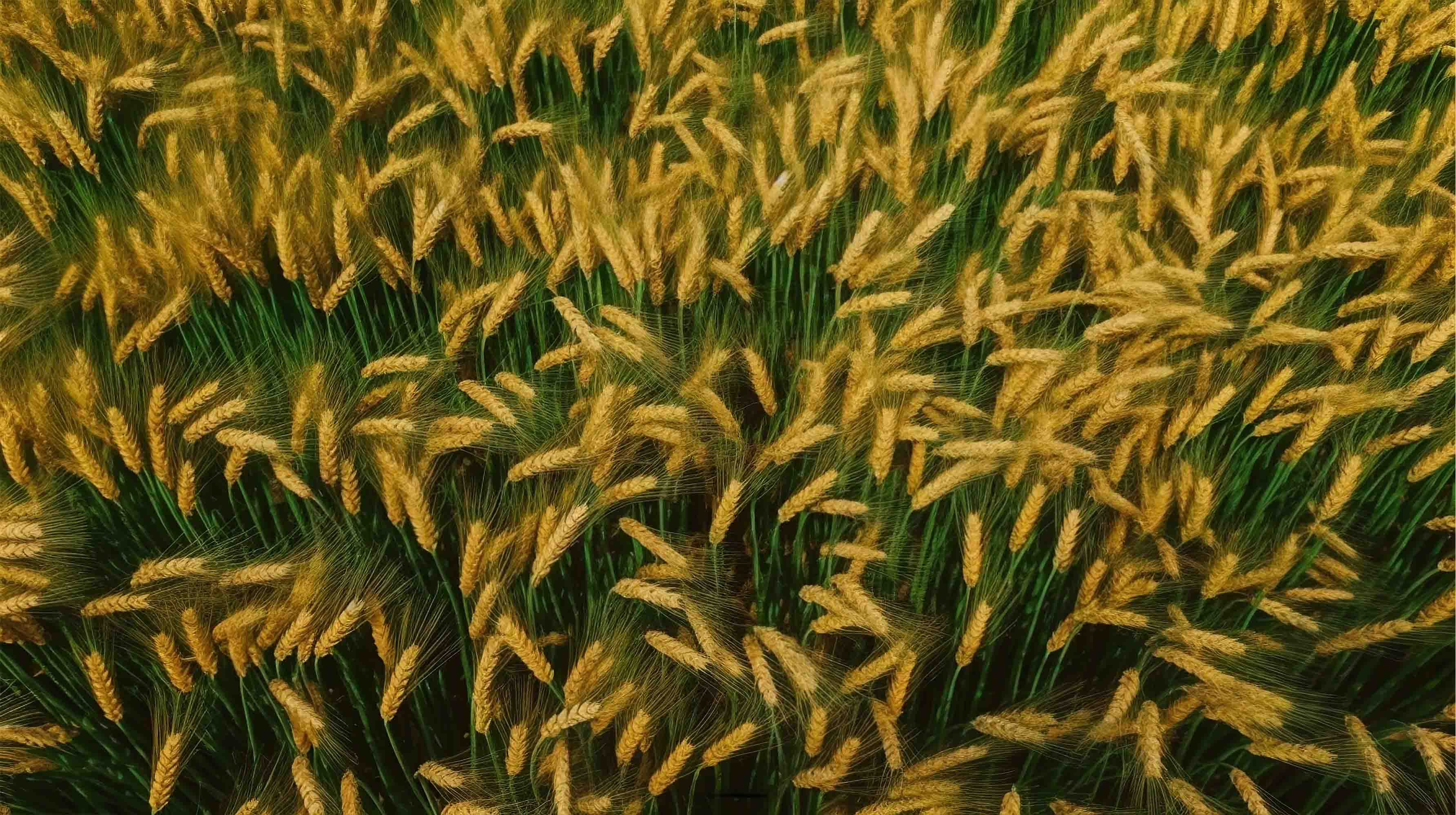 3D Green Rice Field Wheat Ear Wallpaper Wall Mural Wall Decor Wall Art Wall Sticker Remoable Wallpaper