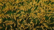 3D Green Rice Field Wheat Ear Wallpaper Wall Mural Wall Decor Wall Art Wall Sticker Remoable Wallpaper