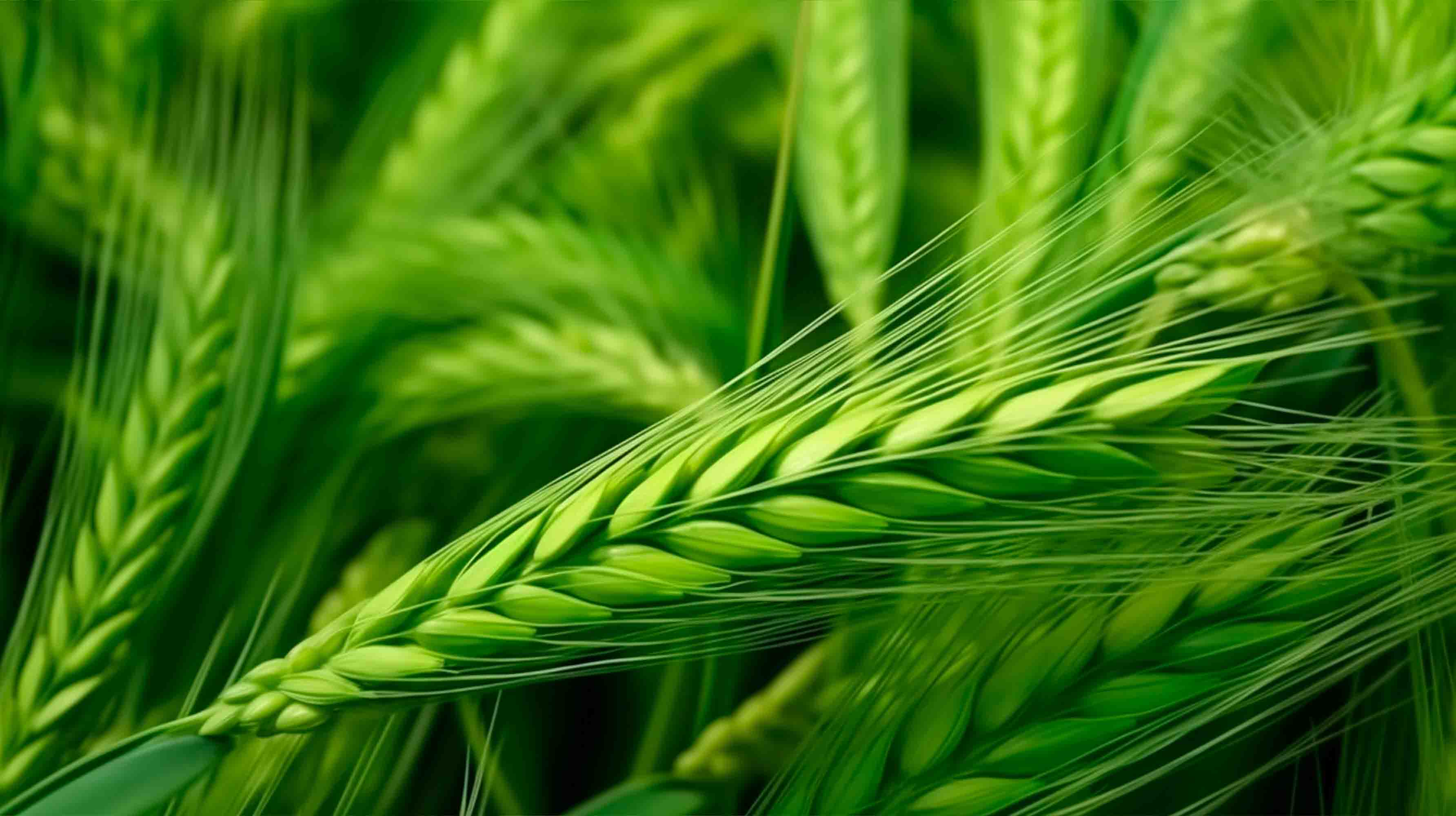 3D Green Rice Field Wheat Ear Wallpaper Wall Mural Wall Decor Wall Art Wall Sticker Remoable Wallpaper