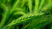 3D Green Rice Field Wheat Ear Wallpaper Wall Mural Wall Decor Wall Art Wall Sticker Remoable Wallpaper