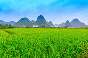 3D Watercolor Mountains Wheat Field Rice Green Wallpaper Wall Mural Wall Decor Wall Art Wall Sticker Remoable Wallpaper